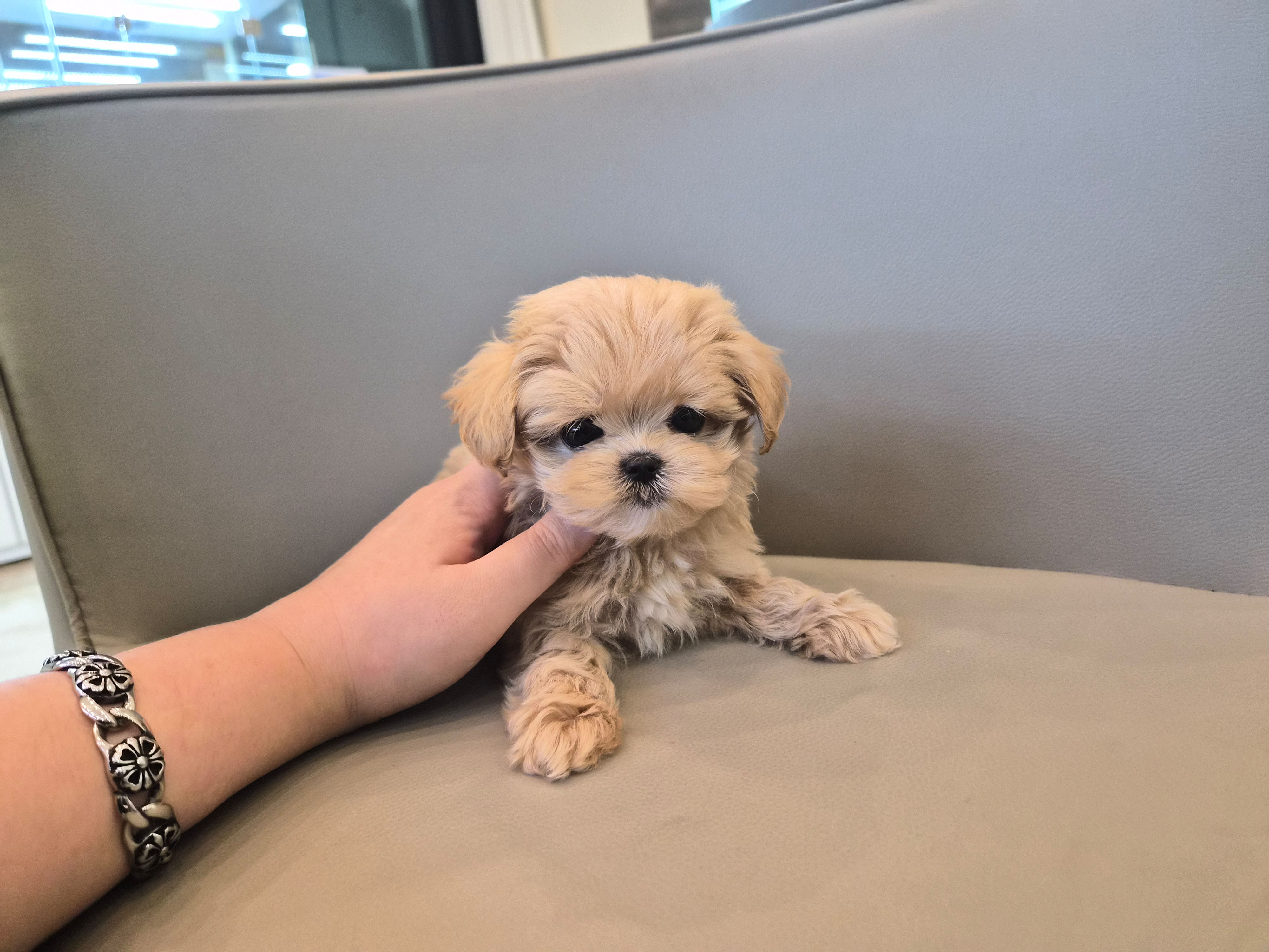 말티푸 분양합니다